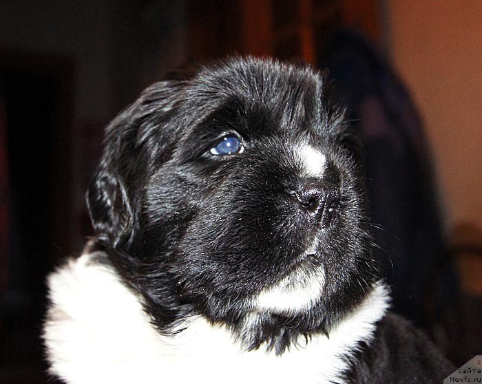 Фото: ньюфаундленд Супер Бизон Космос (Super Bizon Cosmos)