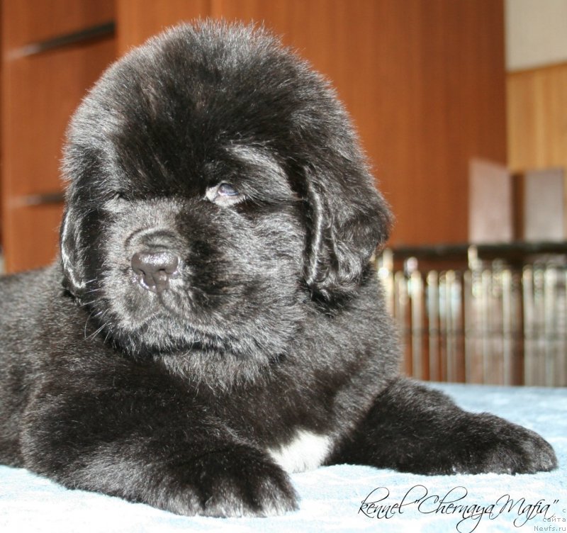 Фото: ньюфаундленд Черная Мафия Зоне оф Лове (Chernaya Mafia Zone of Love)