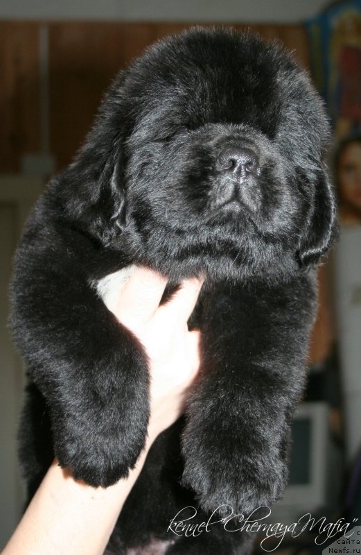 Фотография № 121626