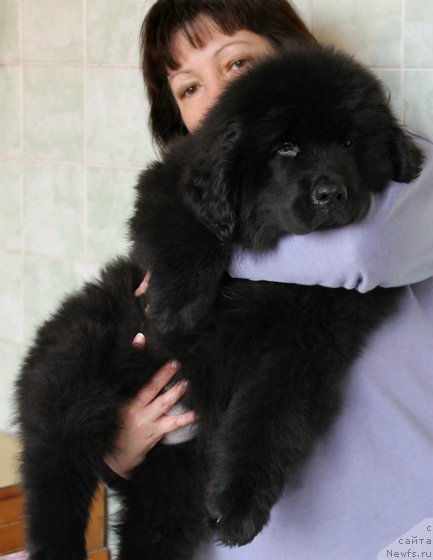 Фото: ньюфаундленд Султан Бест Бавария Бель (Sultan Best Bavariya Belle), Татьяна Леусенко