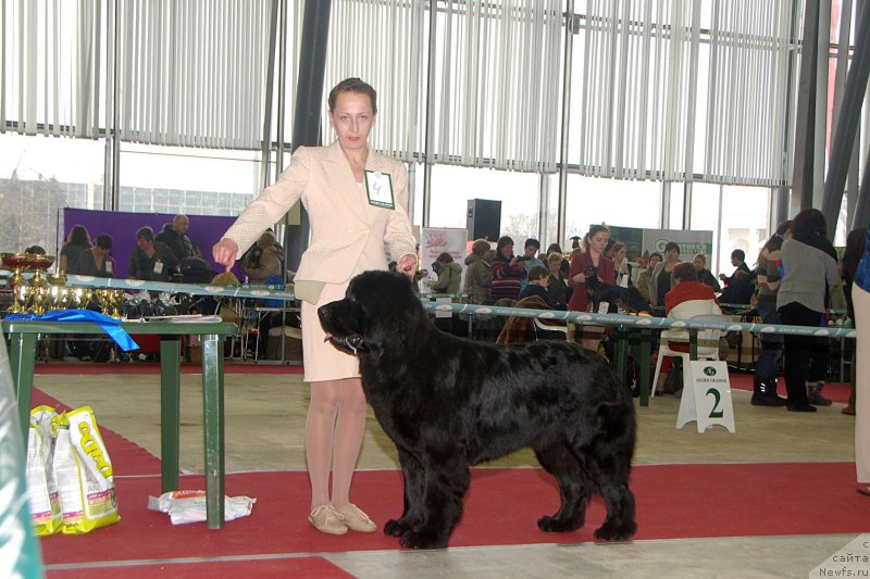 Фото: ньюфаундленд Топтыжка Герой Нашего Времени (Toptyzhka Geroy Nashego Vremeni)