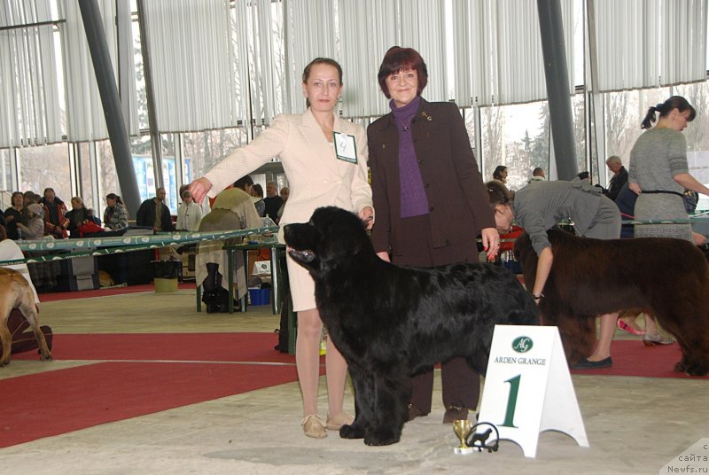 Фото: ньюфаундленд Топтыжка Герой Нашего Времени (Toptyzhka Geroy Nashego Vremeni)