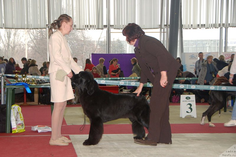 Фото: ньюфаундленд Топтыжка Галатея Морская Нереида (Toptyzhka Galatea Morskaya Nereida)