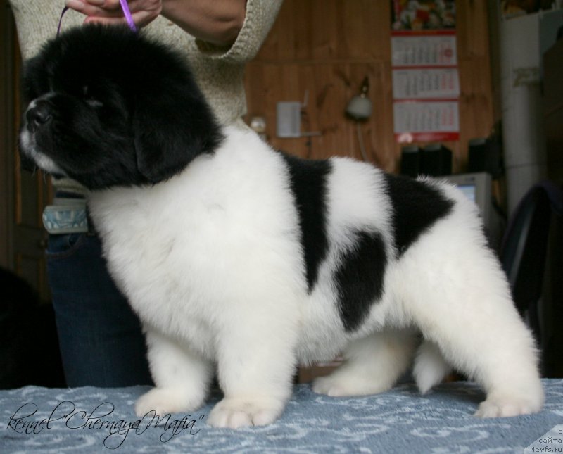 Фото: ньюфаундленд Черная Мафия Зебра Тиме (Chernaya Mafia Zebra Time)