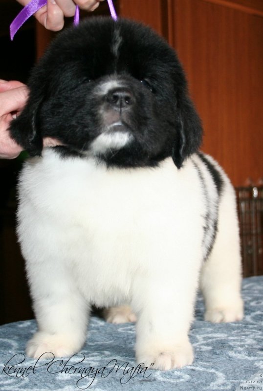 Фотография № 121675