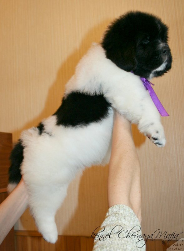 Фотография № 121683