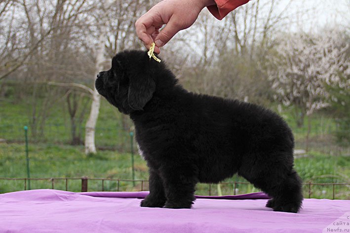 Фото: ньюфаундленд Чрезвычайная Чайн с Берега Дона (Chrezvychaynaya Chayn s Berega Dona)