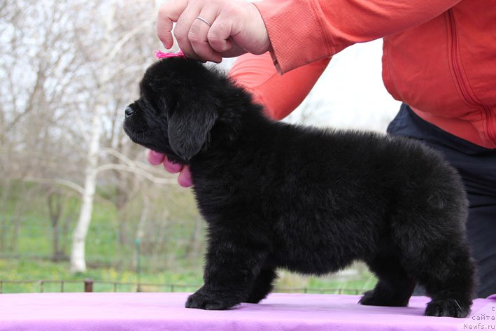 Фото: ньюфаундленд Чудо Чойс Звездного Дара с Берега Дона (Chudo Choice Zvezdnyj Dar s Berega Dona)