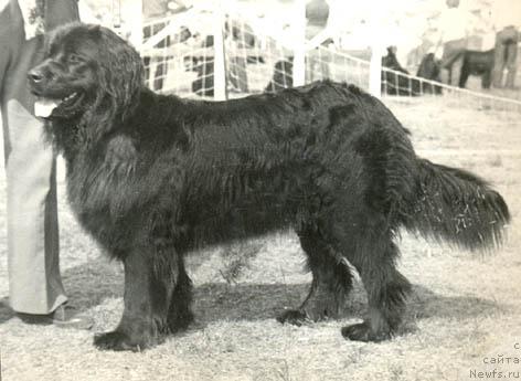 Фото: ньюфаундленд Ода Фулвольф