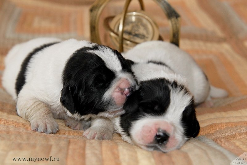 Фотография № 121701