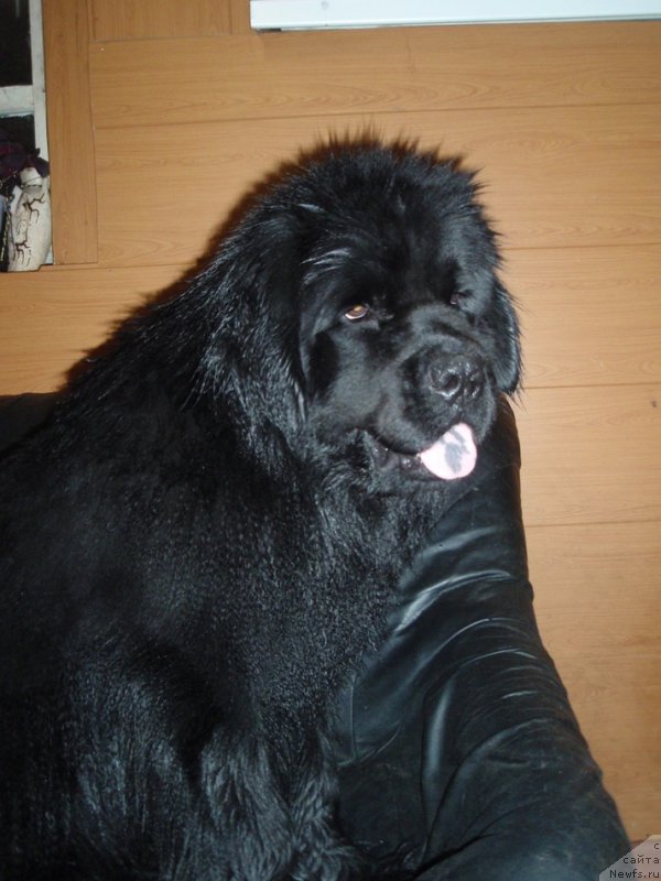 Фото: ньюфаундленд Ньюфорт Уитни Традиция Легенды