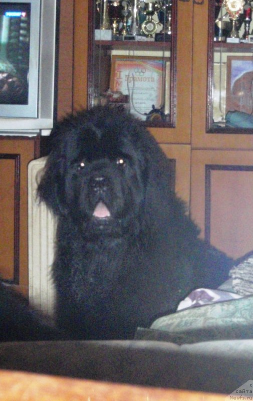 Фото: ньюфаундленд Ньюфорт Царица Ночи