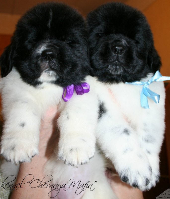 Фотография № 121714