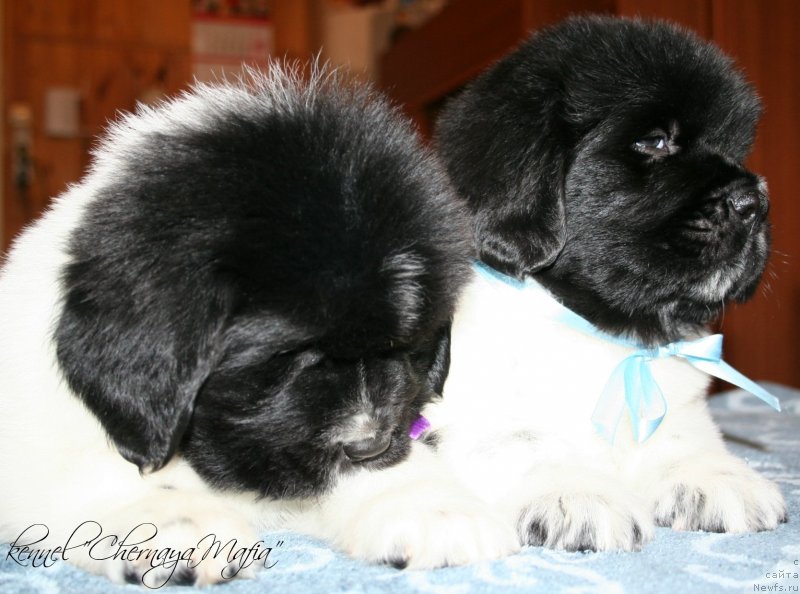 Фотография № 121716