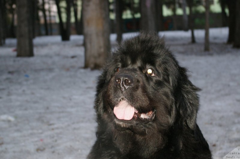 Фото: ньюфаундленд Ривьера от Сибирского Медведя