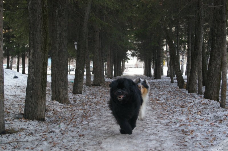 Фото: ньюфаундленд Ривьера от Сибирского Медведя