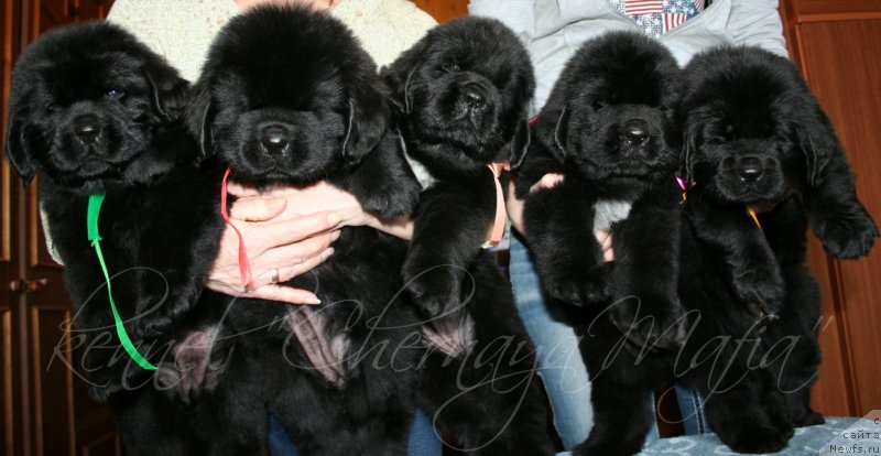 Фотография № 121722