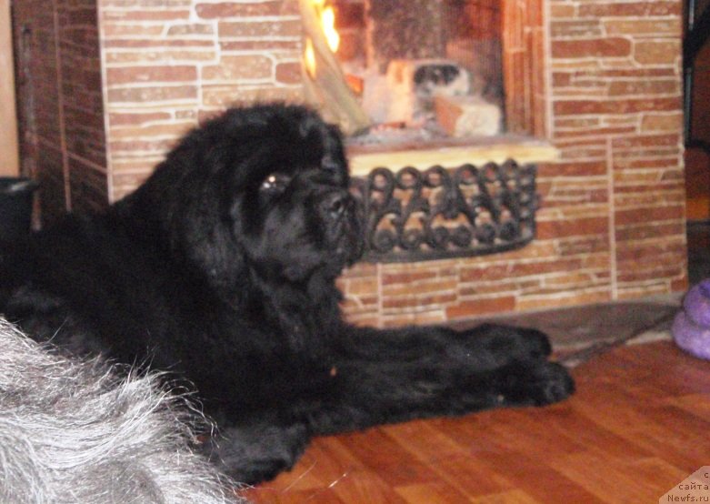 Фото: ньюфаундленд Ньюфорт Царица Ночи