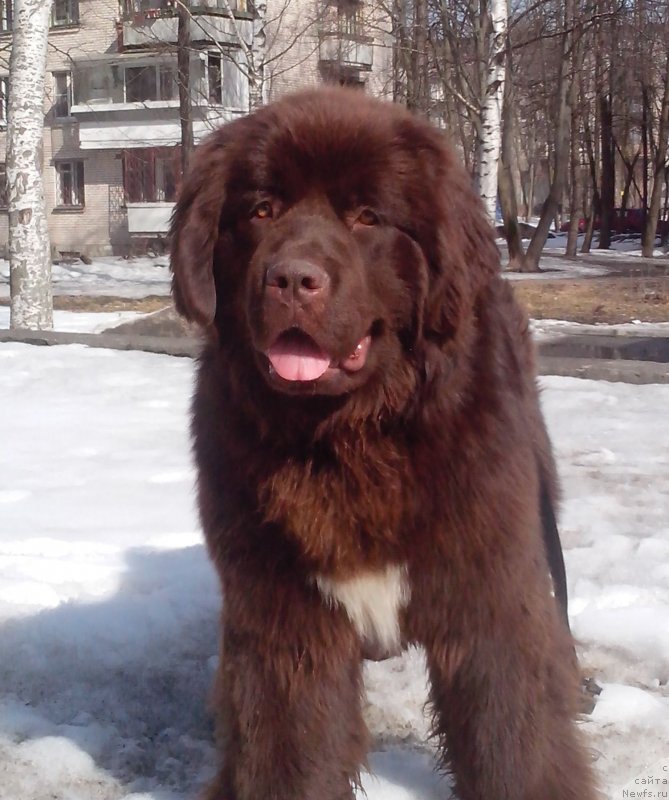 Фото: ньюфаундленд Акватория Келвин Хизер Хани (Aquatoriya Kelvin Heather Honey)