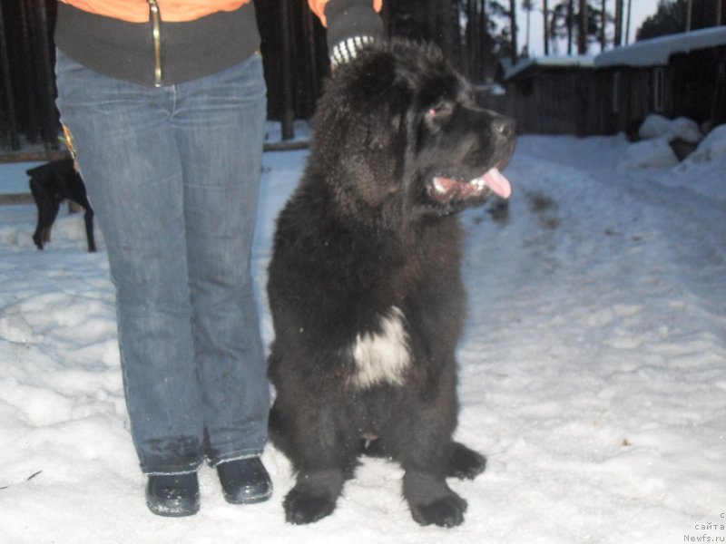 Фото: ньюфаундленд Аквиан Сонг Идзуми