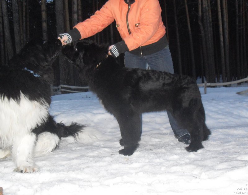 Фото: ньюфаундленд Аквиан Сонг Идзуми