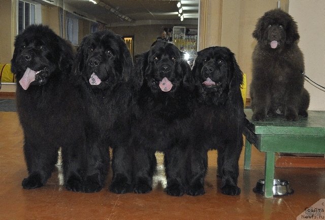 Фото: ньюфаундленд Нефертити Красавица Грядет, ньюфаундленд Скарлет О'Хара, ньюфаундленд Симбад Покоритель Морей, ньюфаундленд Уильям Наследник Трона