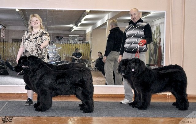 Фото: ньюфаундленд Нефертити Красавица Грядет, ньюфаундленд Уильям Наследник Трона, ньюфаундленд Симбад Покоритель Морей, ньюфаундленд Скарлет О'Хара