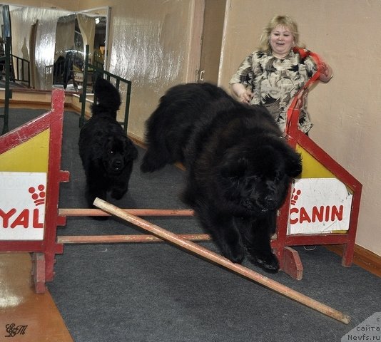 Фото: ньюфаундленд Уильям Наследник Трона