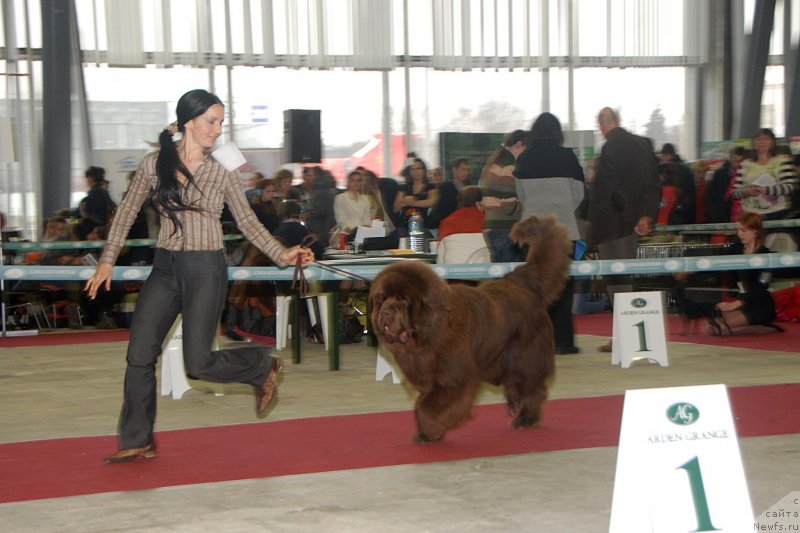 Фото: ньюфаундленд Анджело Орсо Вильгельм (Angelo Orso Vilgelm), Татьяна Ильина