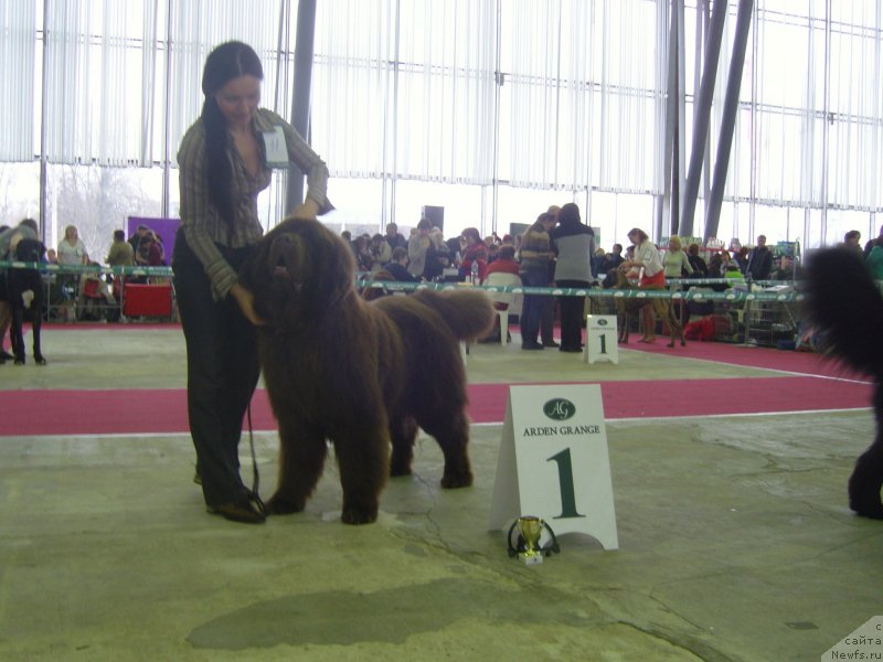 Фото: ньюфаундленд Анджело Орсо Вильгельм (Angelo Orso Vilgelm), Татьяна Ильина