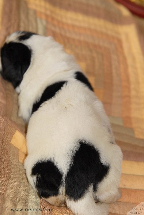 Фото: ньюфаундленд Сент Джонс Емперор Люникс