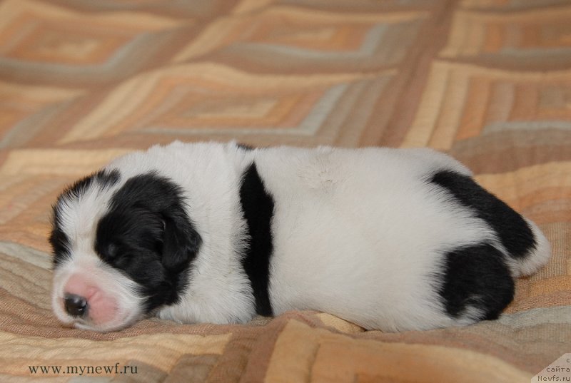 Фото: ньюфаундленд Сент Джонс Емперор Люникс