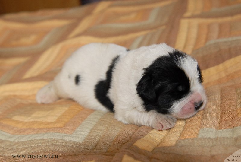 Фото: ньюфаундленд Сент Джонс Емперор Люникс