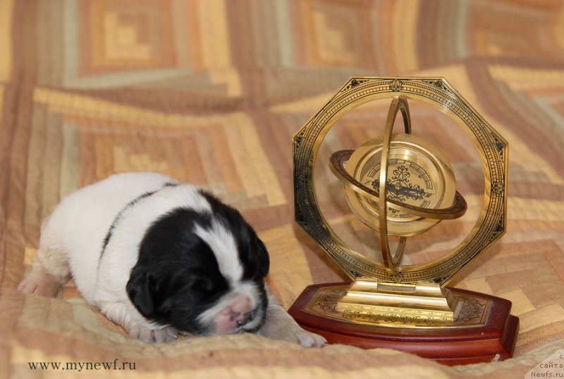 Фото: ньюфаундленд Сент Джонс Евеластинг Лове