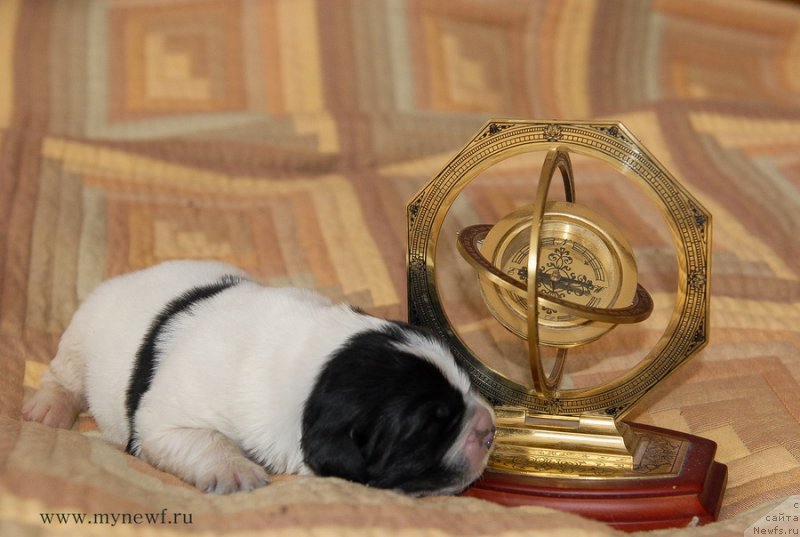 Фото: ньюфаундленд Сент Джонс Евеластинг Лове