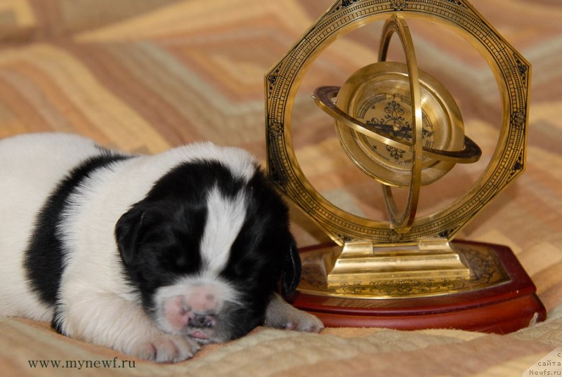 Фото: ньюфаундленд Сент Джонс Евеластинг Лове