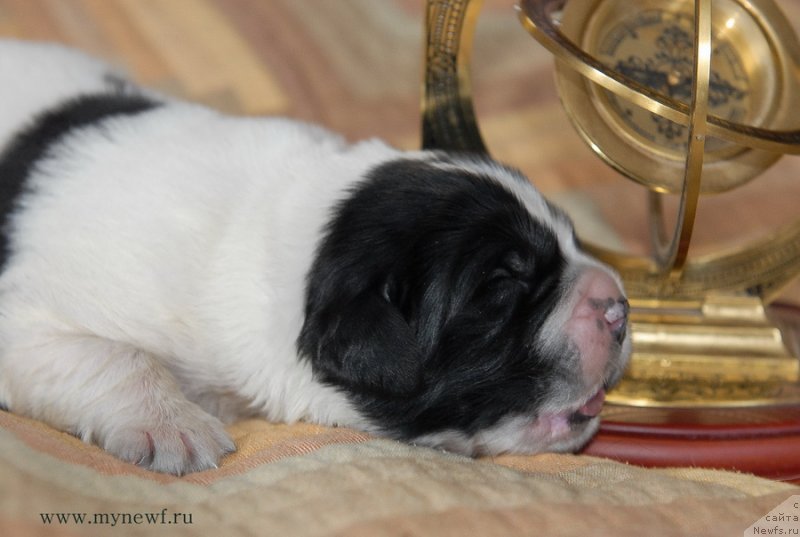 Фото: ньюфаундленд Сент Джонс Евеластинг Лове