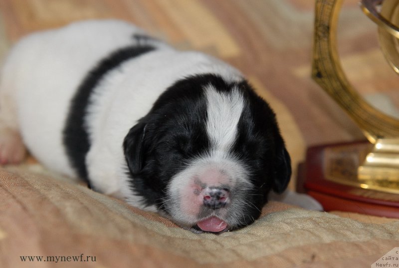 Фото: ньюфаундленд Сент Джонс Евеластинг Лове