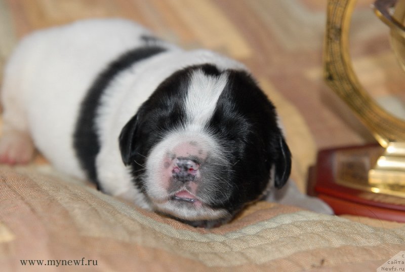 Фото: ньюфаундленд Сент Джонс Евеластинг Лове