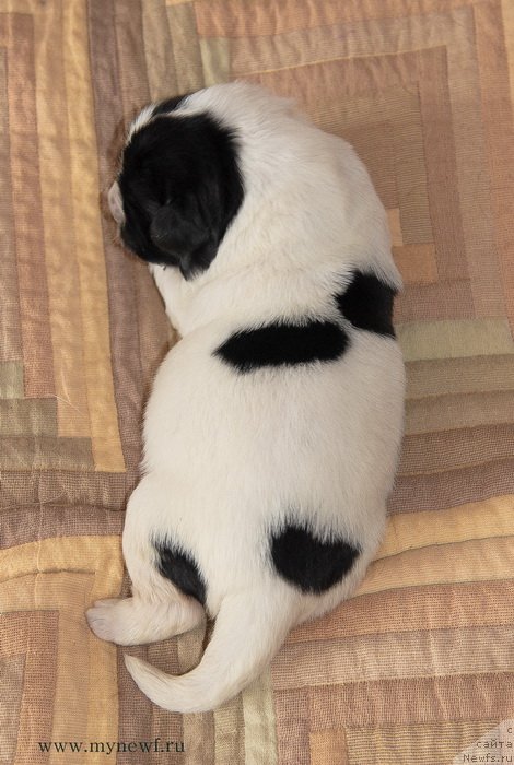 Фото: ньюфаундленд Сент Джонс Евеластинг Лове