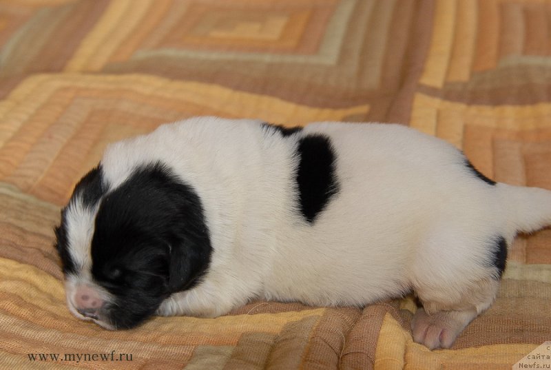 Фото: ньюфаундленд Сент Джонс Евеластинг Лове