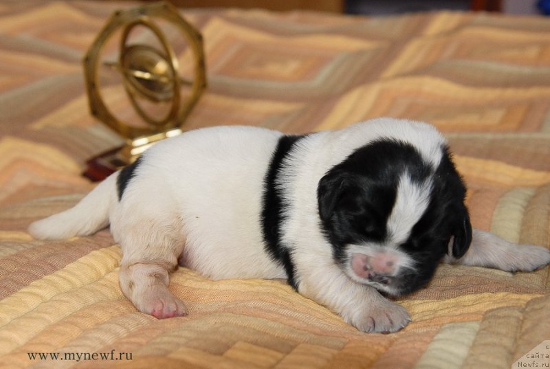Фото: ньюфаундленд Сент Джонс Евеластинг Лове