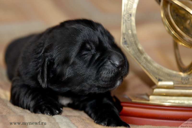 Фото: ньюфаундленд Сент Джонс Евразия
