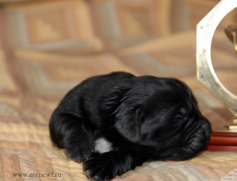 Фото: ньюфаундленд Сент Джонс Евразия