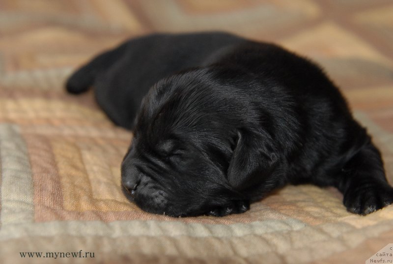 Фото: ньюфаундленд Сент Джонс Евразия