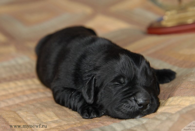Фото: ньюфаундленд Сент Джонс Евразия