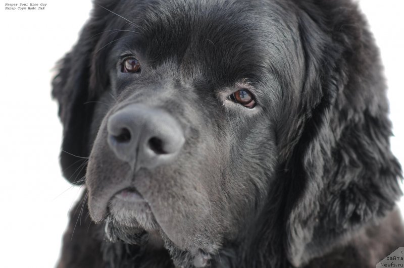 Фото: ньюфаундленд Кипер Соул Найс Гай (Keeper Soul Nice Guy)