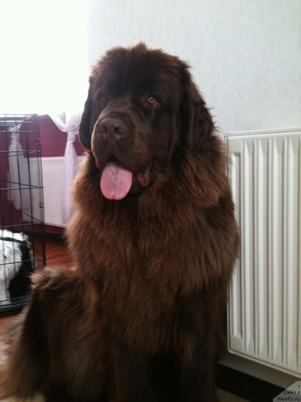 Фото: ньюфаундленд Ван Лен Тайм Женевьева