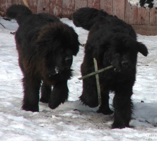 Фото: ньюфаундленд Плюшевая Панда Чери Свис (Plushevaya Panda Cheri Suisse), ньюфаундленд Плюшевая Панда Черри Бренди (Plushevaya Panda Cherry Brandy)