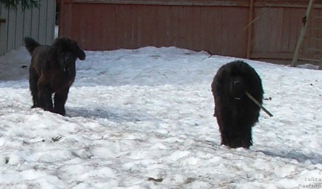 Фото: ньюфаундленд Плюшевая Панда Чери Свис (Plushevaya Panda Cheri Suisse), ньюфаундленд Плюшевая Панда Черри Бренди (Plushevaya Panda Cherry Brandy)